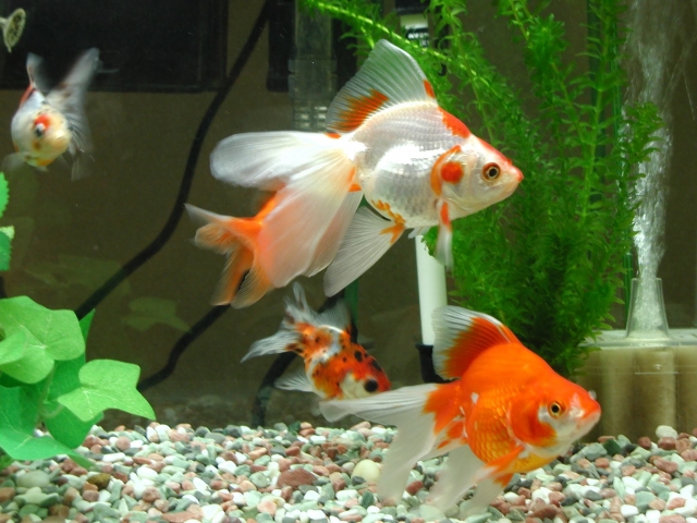 picture of goldfish